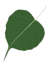 leaf
